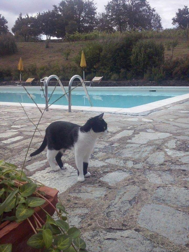 Villa Badia A Ruoti Dış mekan fotoğraf